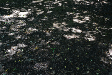 森林の木漏れ日模様が美しい、落ち葉のある地面