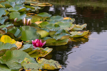 water lilies in the pond