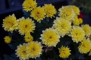 yellow chrysanthemum flowers
