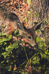 deer in the woods
