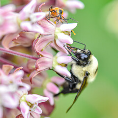 Bees in the wild taken with a macro lens.  Close up pictures of bees.