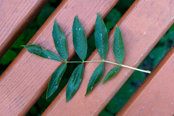 autumn green leaves on a wooden bench 