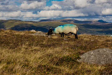 Hill sheep on Slieve Foye, Cooley mountains, Carlingford, County Louth, Ireland