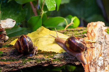 Large snails crawling along the bark of a tree. Burgudian, grape or Roman edible snail from the Helicidae family.
