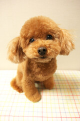 カメラ目線のトイプードル