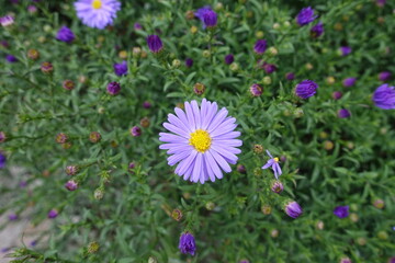 Light violet flower of Michaelmas daisy in September