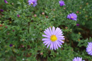 Pastel violet flower of Michaelmas daisy in September