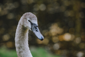 gray swan close up