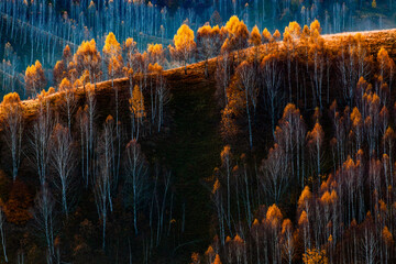 Herbst Hintergrund bunte Bäume in der Landschaft © Melinda Nagy