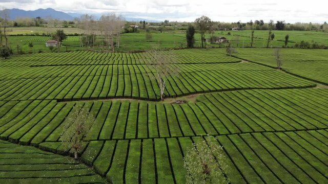 Tea plantations in Gilan region, Northern Iran. Shot 2