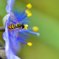 Bees in the wild taken with a macro lens.  Close up pictures of bees.