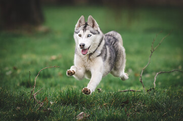 siberian husky dog