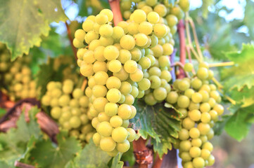 Grapes growing in the vine yard. Fresh sweet harvest in Autumns