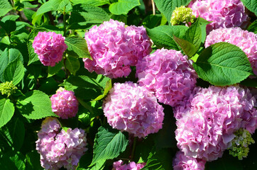 Hydrangea in the garden at sunny day.Pink Hortensia flowers.Selective focus.