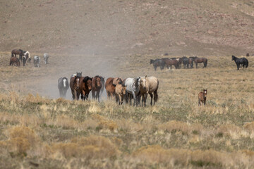 Herd of Wild Horses in the Utah Desert