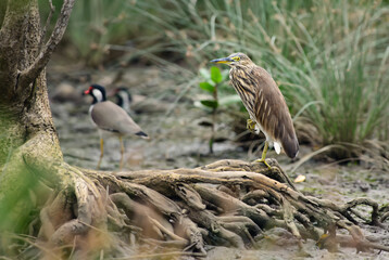 Indian Pond-heron - Ardeola grayii, beautiful brown and white heron from Asian fresh waters and wetlands, Sri Lanka.