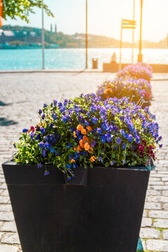 Street flower bed with purple flowers on the Stockholm embankment.