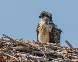 juvenile osprey in its nest