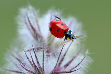 Beautiful Ladybug on dandelion defocused background