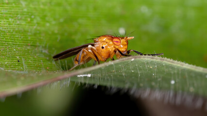 Lauxaniid Fly of the Family Lauxaniidae
