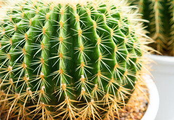 Naklejka na ściany i meble close up picture of green cactus in the pot. nature concept