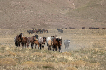 Herd of Wild Horses in the Utah Desert