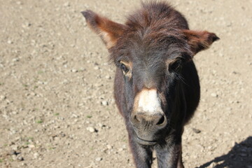 Fototapeta premium Tierbabies: Junger Esel