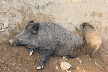 Wildschweine