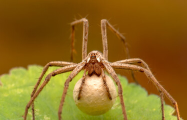 Close up Spider's nest,   Cobweb spider. They started making silk to protect their bodies and their eggs.