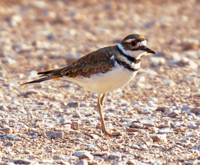 killdeer bird on the ground