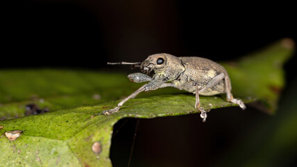 Broad-nosed Weevil of the Tribe Naupactini