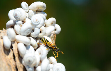 wasp on a flower