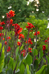 Flores en jardin en parque maria luisa de Sevilla Andalucía