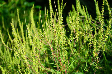 green grass with dew drops