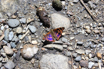 Bunt schillernder Schillerfalter