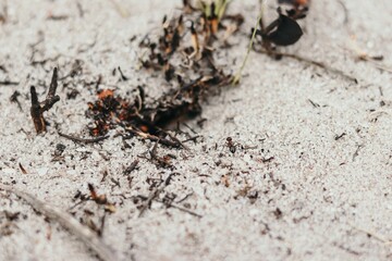 ant on the sand