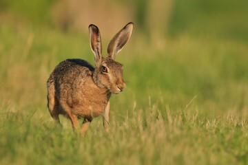 hare sitting in the grass. Wildlife scene from nature. Lepus europaeus.