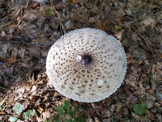 Parasol im Wald (Gemeiner Riesenschirmling)