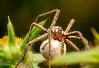 Close up Spider's nest,   Cobweb spider. They started making silk to protect their bodies and their eggs.