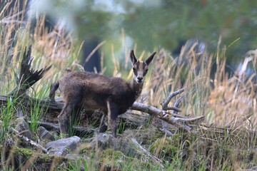 young chamois in the nature habitat.  Rupicapra rupicapra, in the stone hill. Studenec hill, Czech Republic