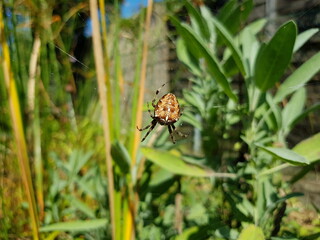 Kreuzspinne im Garten