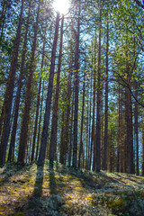 Fototapeta premium forest in summer