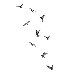 Obraz na płótnie Canvas Set of black hand drawn strokes birds seagulls, flock. Drawing sketch of sea birds. On white background. Inspirational body or flesh ink tattoo design. Vector.