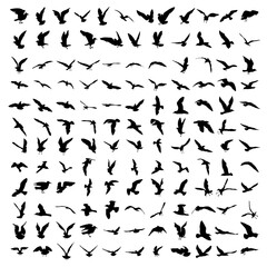 Silhouette set of flying seagulls birds on white background. Inspirational body or flesh ink tattoo design of sea birds. Vector.