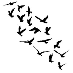 Silhouette set of flying seagulls birds on white background. Inspirational body or flesh ink tattoo design of sea birds. Vector.