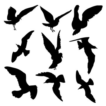 Silhouette set of flying seagulls birds on white background. Inspirational body or flesh ink tattoo design of sea birds. Vector.