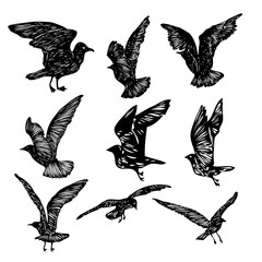 Set of black hand drawn strokes birds seagulls, flock. Drawing sketch of sea birds. On white background. Inspirational body or flesh ink tattoo design. Vector.