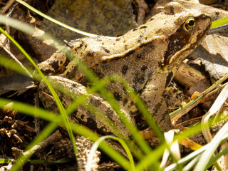 Brown european frog in the forest sitting in the grass