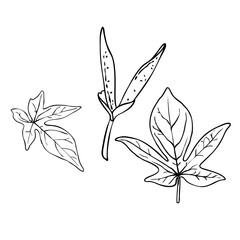 Domesticated home  and city forest seasonal leaves drawing set. Collections  of seasonal leaf. Floral design elements. Summer sale prints, vector.