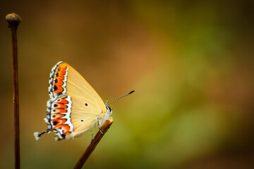 butterfly on leaf